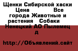 Щенки Сибирской хаски › Цена ­ 18 000 - Все города Животные и растения » Собаки   . Ненецкий АО,Пылемец д.